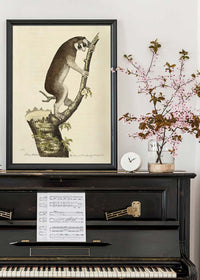 Vintage Lemur Illustration Bird Print