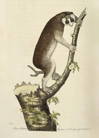 Vintage Lemur Illustration Bird Print
