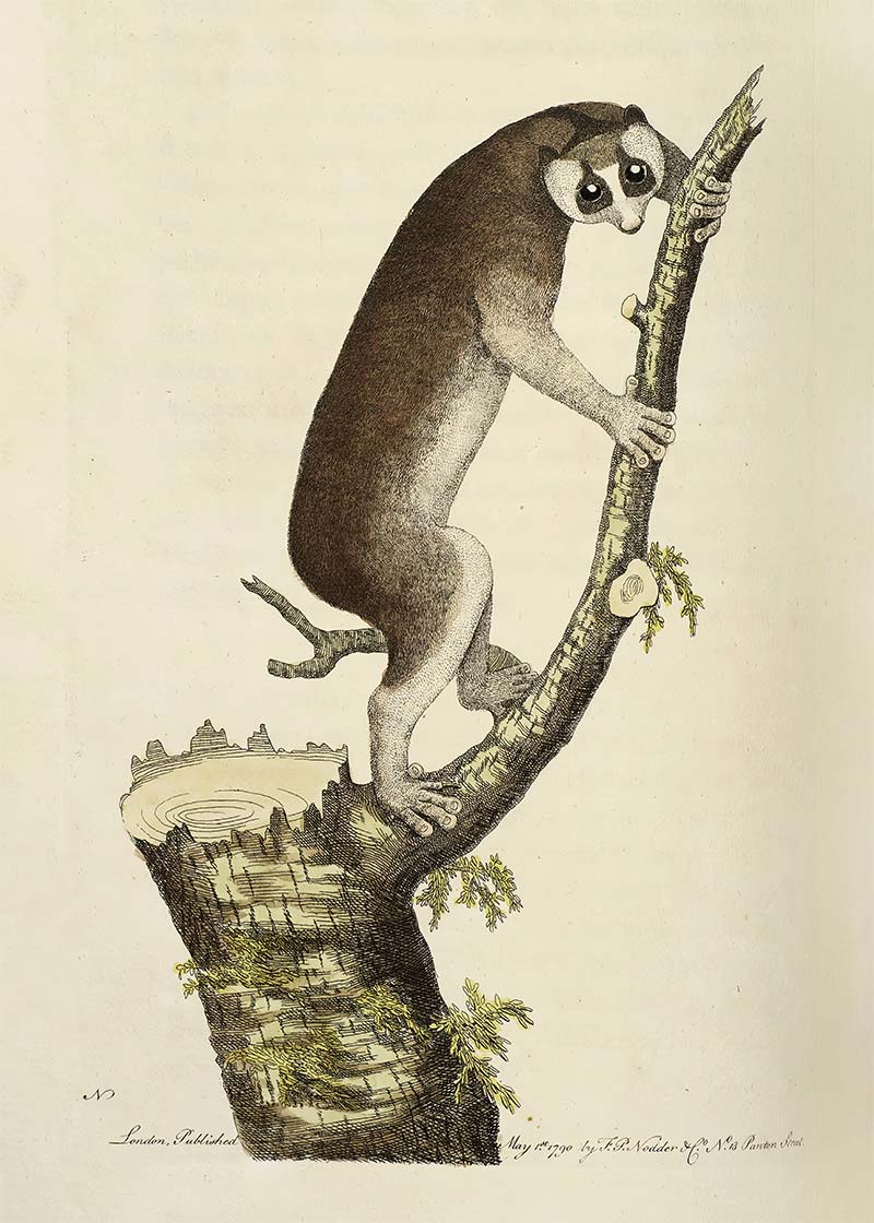 Vintage Lemur Illustration Bird Print