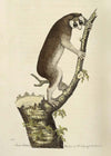 Vintage Lemur Illustration Bird Print