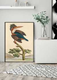 Vintage Crested Kingfisher Bird Print