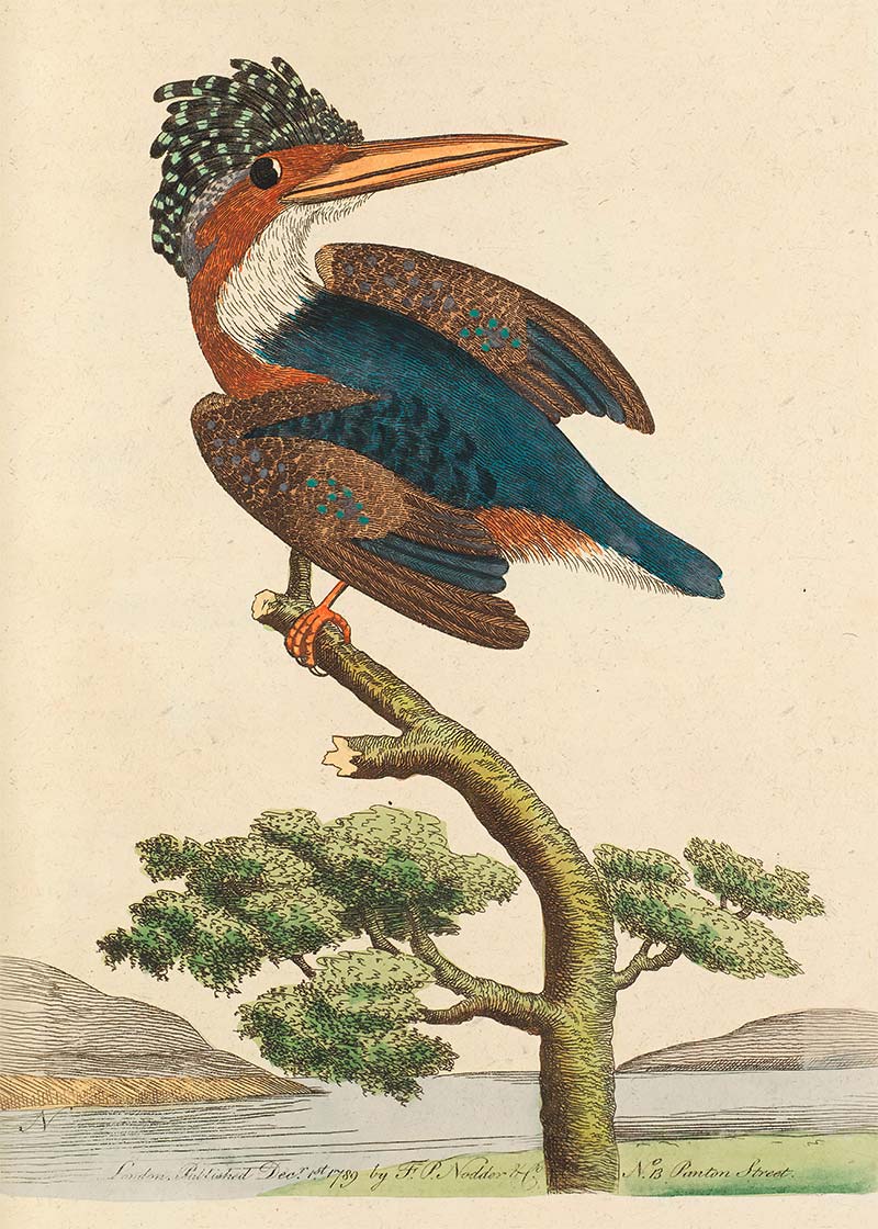 Vintage Crested Kingfisher Bird Print