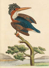 Vintage Crested Kingfisher Bird Print