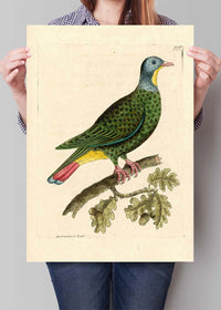 Vintage Black Capped Pigeon Bird Print