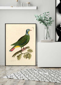 Vintage Black Capped Pigeon Bird Print