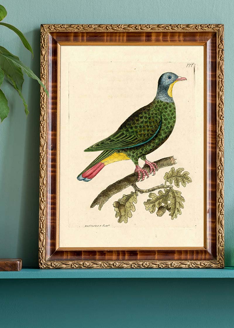 Vintage Black Capped Pigeon Bird Print