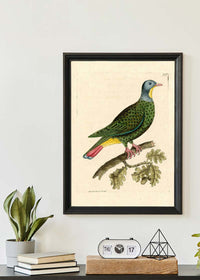 Vintage Black Capped Pigeon Bird Print