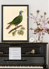 Vintage Black Capped Pigeon Bird Print