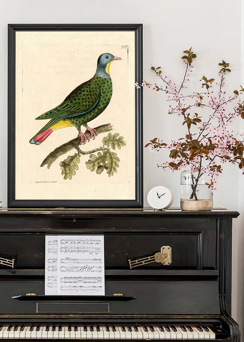 Vintage Black Capped Pigeon Bird Print