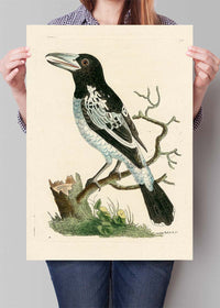 Vintage Pied Roller Bird Print