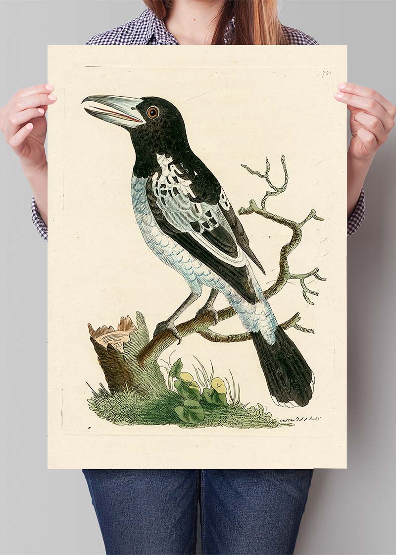 Vintage Pied Roller Bird Print