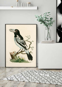 Vintage Pied Roller Bird Print