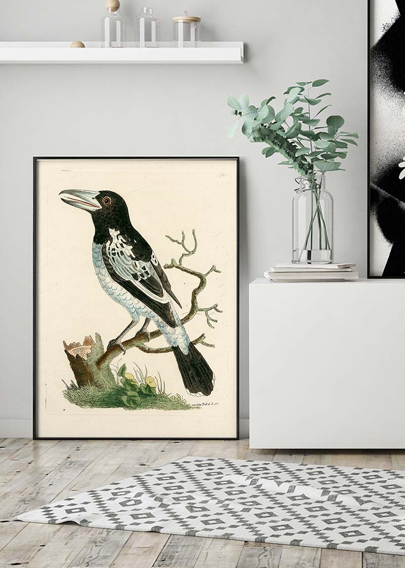 Vintage Pied Roller Bird Print