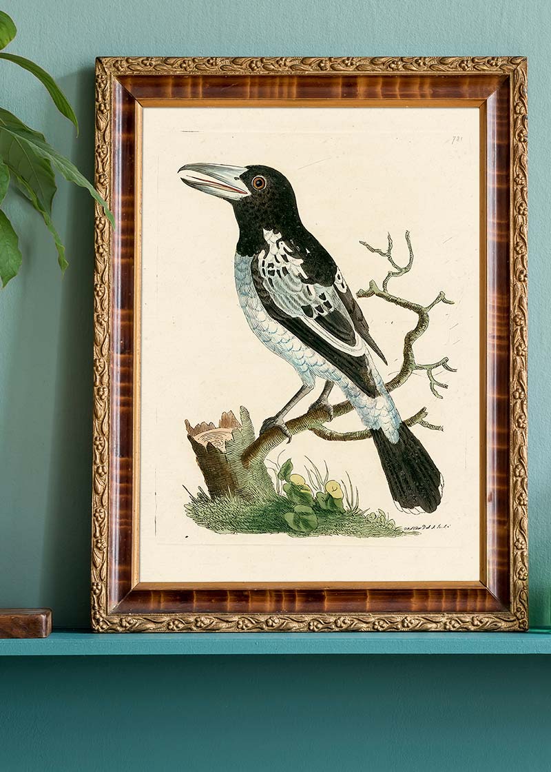 Vintage Pied Roller Bird Print