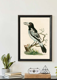 Vintage Pied Roller Bird Print