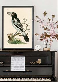 Vintage Pied Roller Bird Print