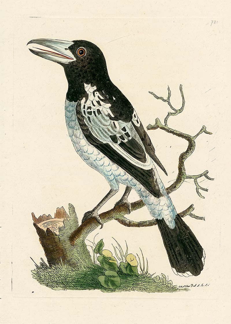 Vintage Pied Roller Bird Print