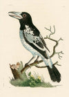 Vintage Pied Roller Bird Print