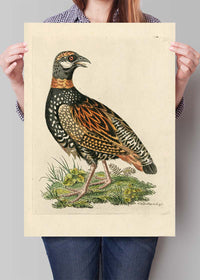 Vintage The Francolin Bird Print