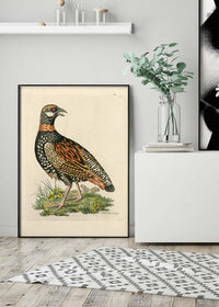 Vintage The Francolin Bird Print