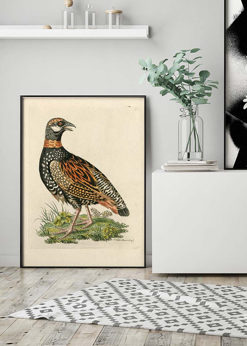 Vintage The Francolin Bird Print