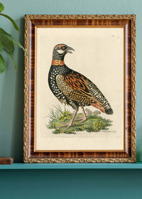 Vintage The Francolin Bird Print