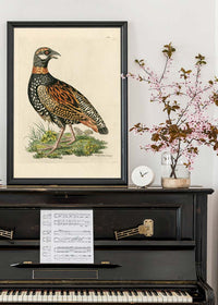 Vintage The Francolin Bird Print