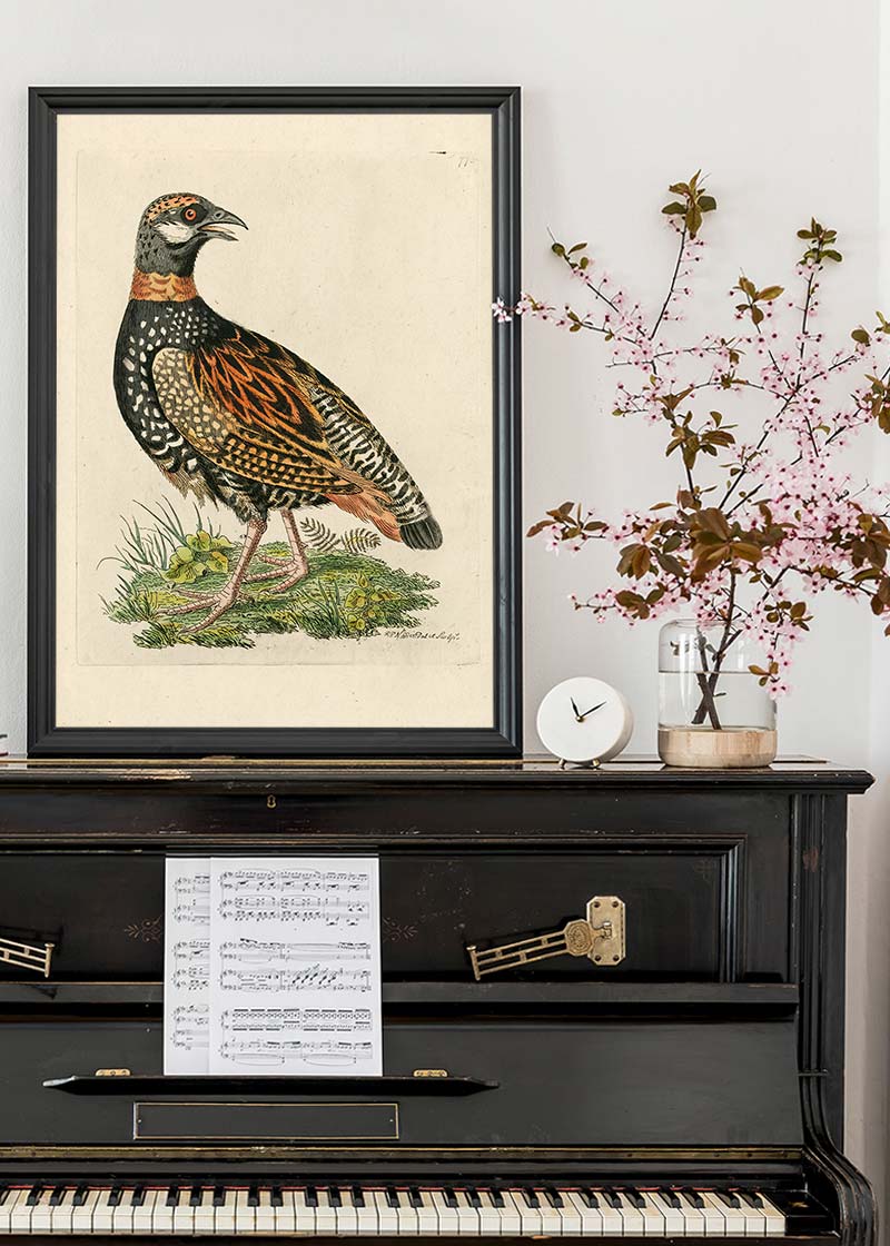 Vintage The Francolin Bird Print