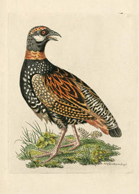 Vintage The Francolin Bird Print