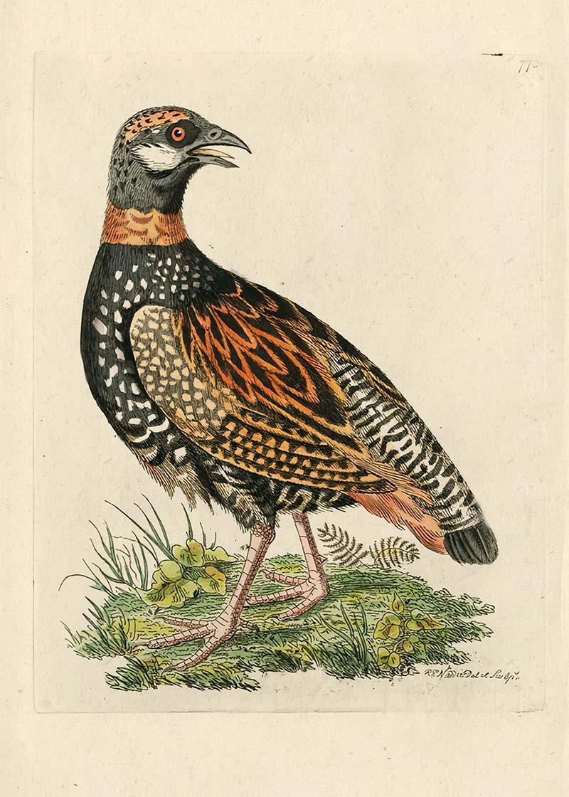 Vintage The Francolin Bird Print