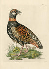 Vintage The Francolin Bird Print