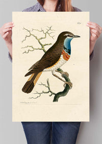 Vintage Swedish Red-Breast Bird Print