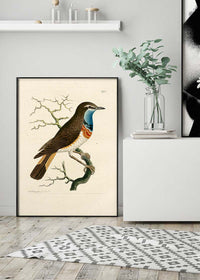 Vintage Swedish Red-Breast Bird Print