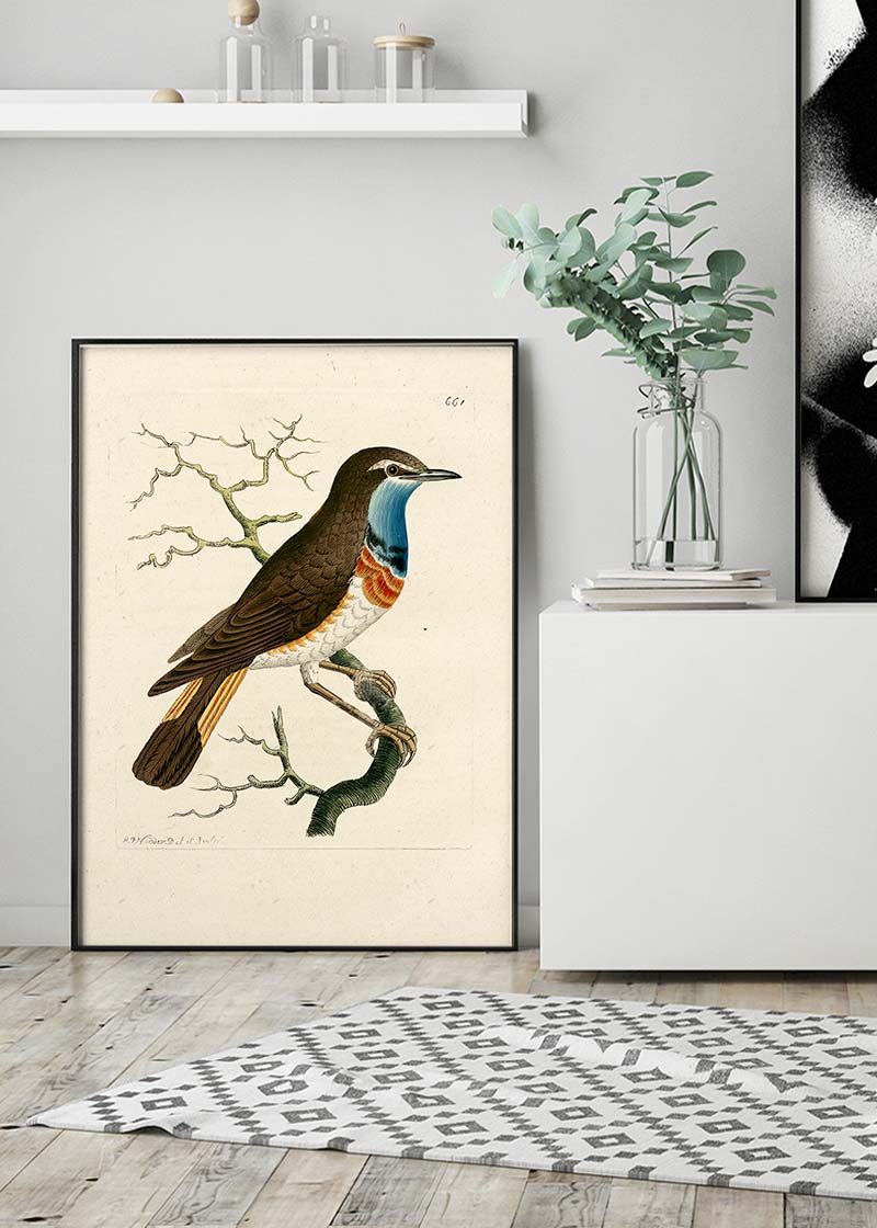 Vintage Swedish Red-Breast Bird Print