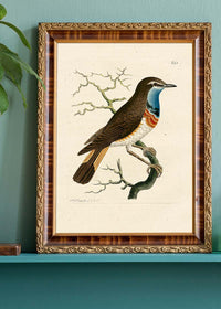 Vintage Swedish Red-Breast Bird Print