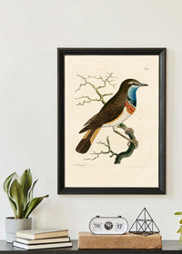 Vintage Swedish Red-Breast Bird Print