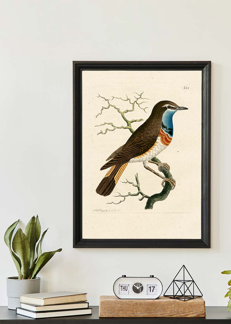 Vintage Swedish Red-Breast Bird Print
