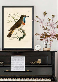 Vintage Swedish Red-Breast Bird Print