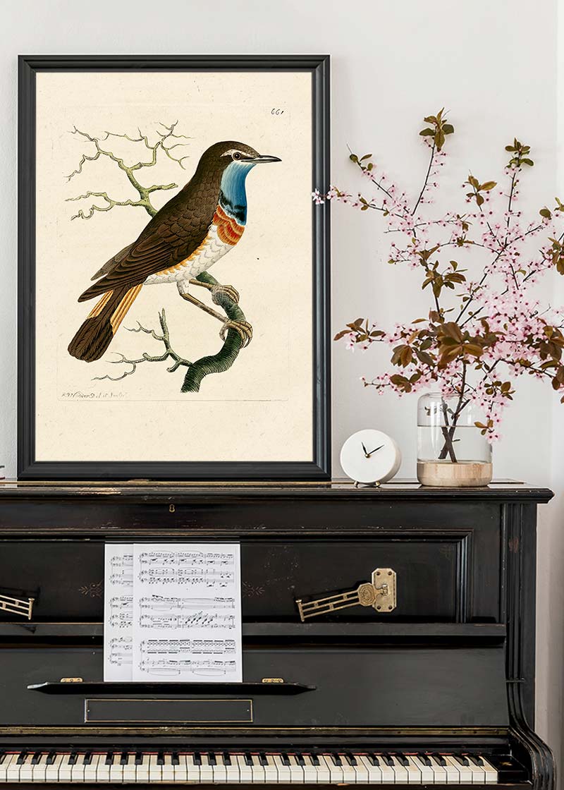 Vintage Swedish Red-Breast Bird Print