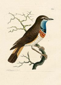 Vintage Swedish Red-Breast Bird Print