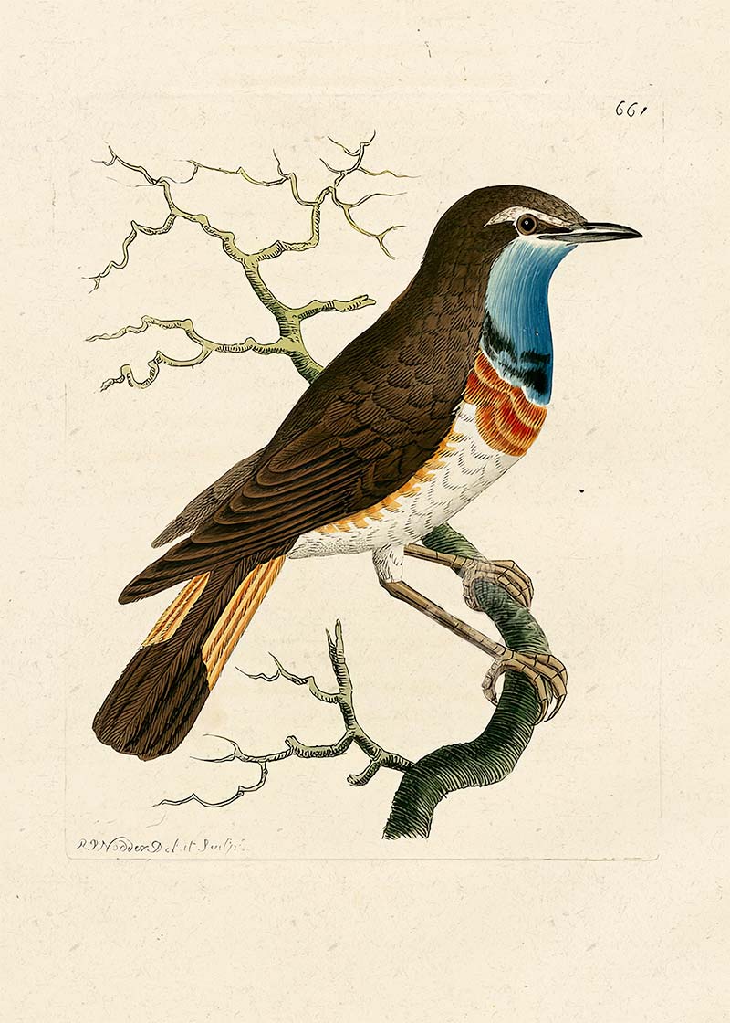 Vintage Swedish Red-Breast Bird Print