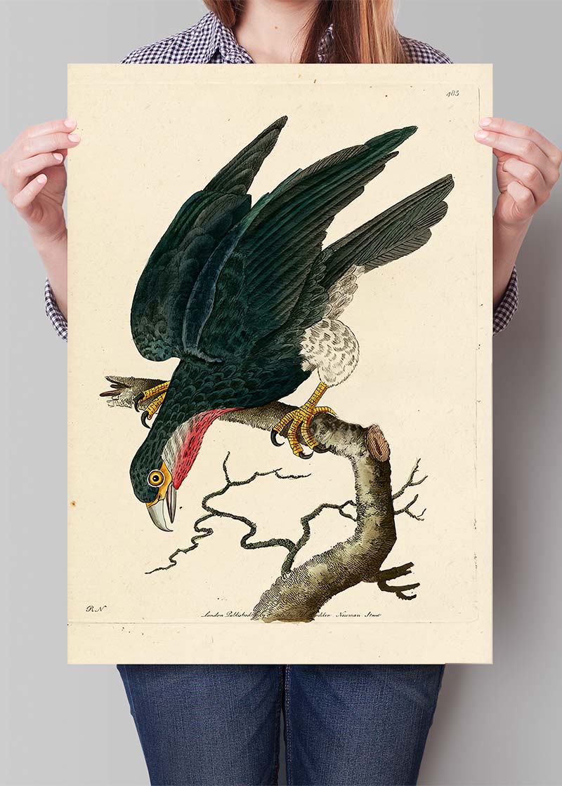 Vintage Purple-Throated Falcon Bird Print