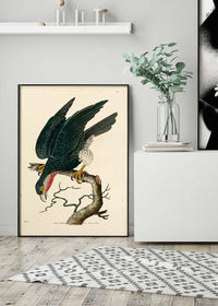 Vintage Purple-Throated Falcon Bird Print