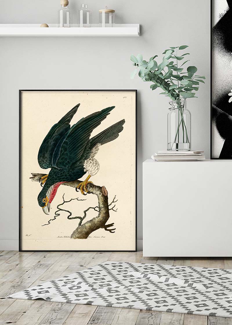 Vintage Purple-Throated Falcon Bird Print