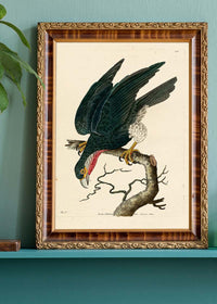 Vintage Purple-Throated Falcon Bird Print
