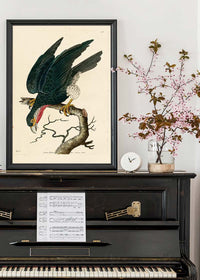 Vintage Purple-Throated Falcon Bird Print