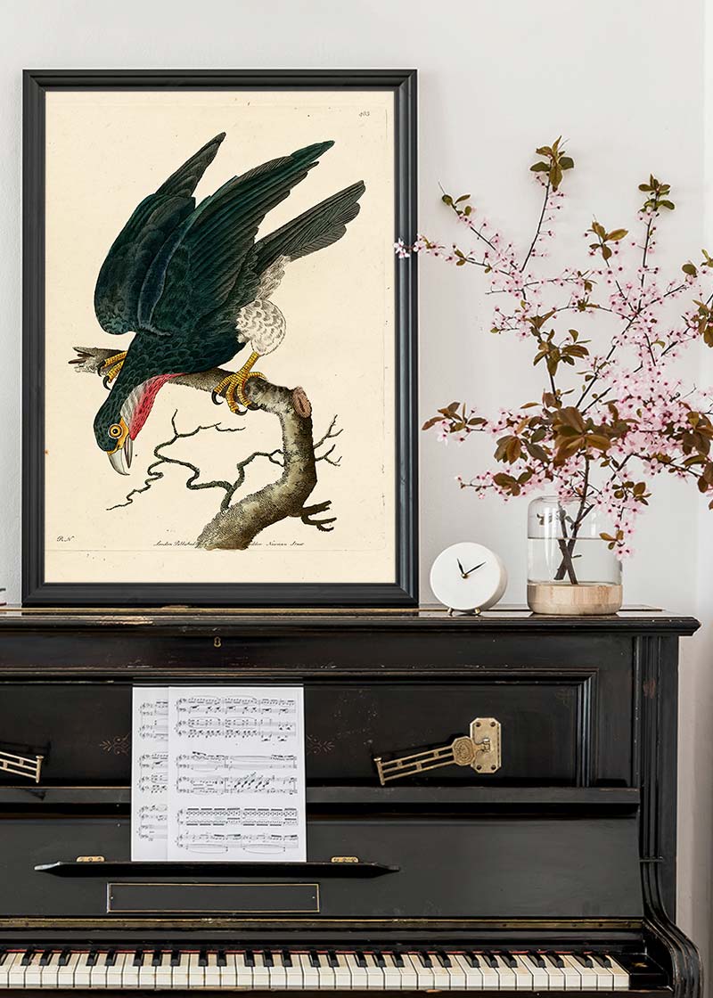 Vintage Purple-Throated Falcon Bird Print