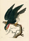 Vintage Purple-Throated Falcon Bird Print