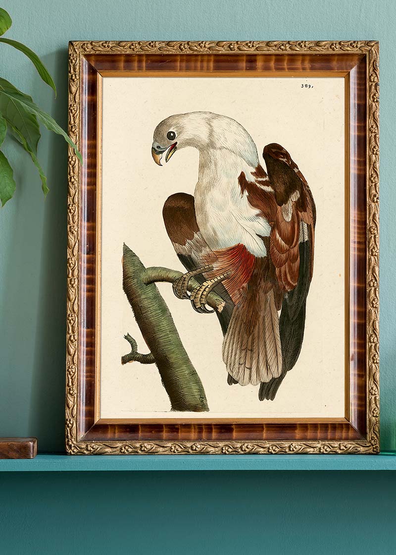 Vintage Pondicherry Eagle Bird Print