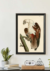 Vintage Pondicherry Eagle Bird Print